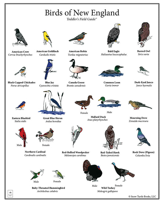 New England Birds Poster